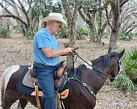 male-tennessee-walking-horse