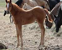 colored-foals-horse