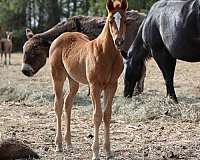 arena-filly