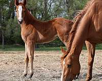 black-hills-stock-show-horse