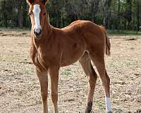 whizard-jac-horse