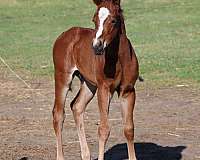 arena-colt
