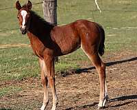 barn-colt