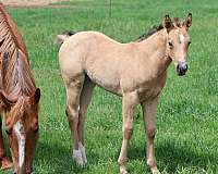 jessie-tivio-quarter-horse