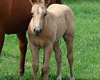 jody-fairfax-horse