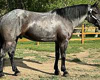 small-star-horse