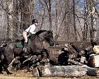 blue-roan-small-star-horse