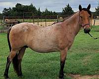 and-more-mustang-horse