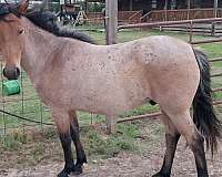 class-mustang-horse