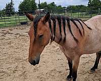clicker-training-mustang-horse