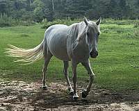 lower-lip-blaze-horse