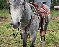 quarter-horse-for-sale