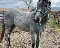 quarter-horse