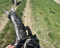 gelding
