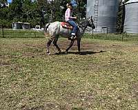 quarter-horse-gelding