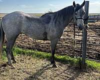 foundation-quarter-horse