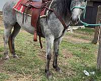 foundation-gelding
