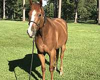 breeding-farm-horse