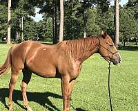 breeding-farm-gelding