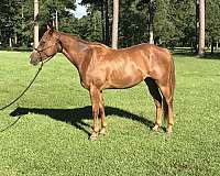 nurse-mare-gelding