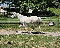 english-pleasure-appendix-horse