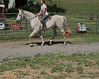 ridden-english-appendix-horse