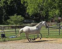 ridden-western-appendix-horse