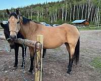 outfitting-mare