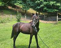 friesian-morgan-colt-weanling