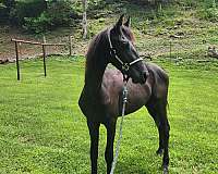 baroque-yearling
