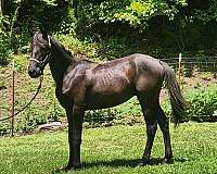 can-be-registered-yearling