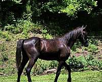 home-yearling