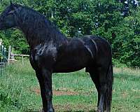 dead-broke-yearling