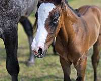 quarter-horse-weanling