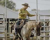 quarter-horse-for-sale