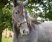 quarter-horse
