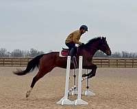 bay-hind-chrome-ankles-blaze-horse
