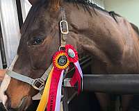 hind-chrome-ankles-blaze