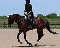 balanced-thoroughbred-horse