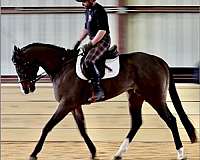 barn-thoroughbred-horse
