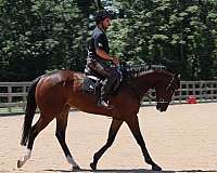 bay-thoroughbred-horse