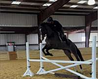 beauty-thoroughbred-horse