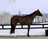 bright-thoroughbred-horse