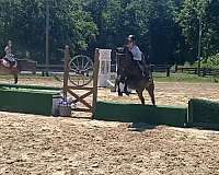 thoroughbred-horse-for-sale