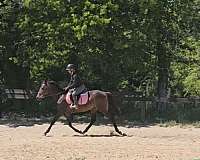 thoroughbred-horse