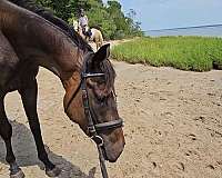 thoroughbred