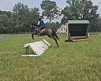 amazing-thoroughbred-horse