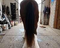 clydesdale-draft-mare-broodmare