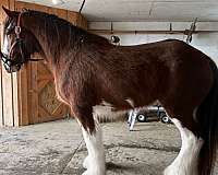 draft-driving-clydesdale-draft-horse