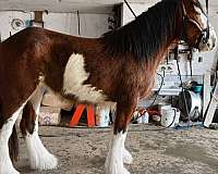 draft-driving-mare-broodmare